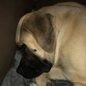 Meet your Posher, Itsskip